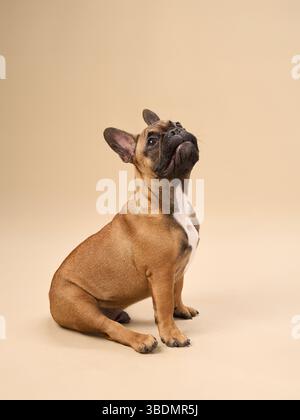 Eine französische Bulldogge sitzt drinnen und blickt mit einem wachsamen Ausdruck vor beigefarbenem Hintergrund in einem Studio nach oben. Der Hund fokussierte die Pose und blickte nach oben Stockfoto