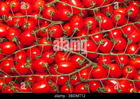 Kirschtomaten auf Zweigen aus nächster Nähe. Stockfoto