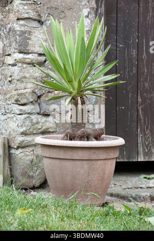 Die 10-jährige Yucca gloriosa 'variegata' in einem Plastikbehälter Stockfoto