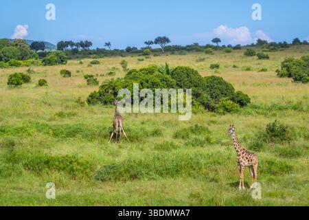 Zwei Giraffen laufen auf der Savanne Stockfoto