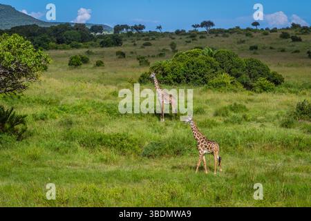 Zwei Giraffen laufen auf der Savanne Stockfoto