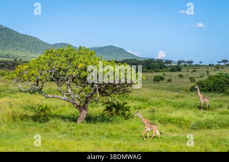 Zwei Giraffen laufen auf der Savanne Stockfoto