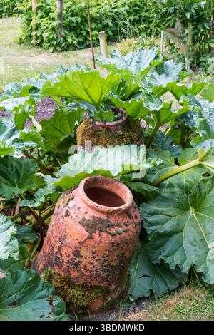 Glockenförmige Terrakota-Druckgläser in einem Rhabarberbett. Wird verwendet, um Rhabarberpflanzen zu zwingen. Stockfoto