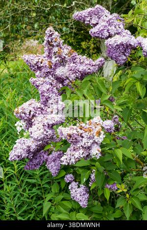 Syringa Banner von Lenin. Stockfoto