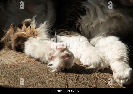 Pfoten der liegenden jungen flauschigen Katze Nahaufnahme Stockfoto