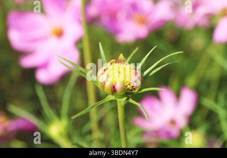 Nahaufnahme eines im Garten wachsenden Garten-Cosmos oder mexikanischen Aster-Blütenbuds Stockfoto