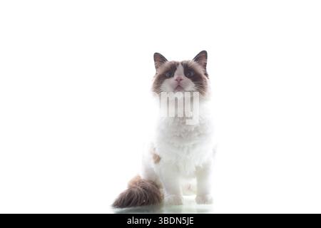 Porträt einer jungen Ragdoll-Katze auf weißem Hintergrund. Stockfoto