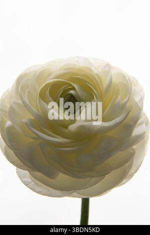 Weiße Ranunkelblüte. Universelle Nahaufnahme. Bild in einem Rahmen. Eine elegante Blume. Stockfoto