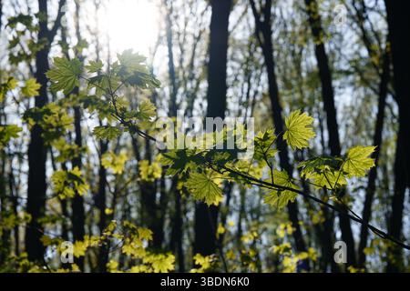 Frische grüne Ahornblätter wachsen auf einem Baum. Sonnenlicht scheint durch die Blätter. Helles Licht im Hintergrund. Stockfoto