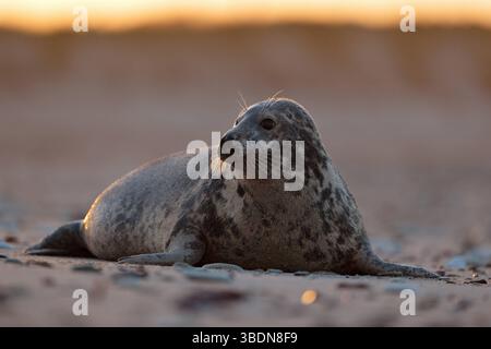 REKORDDATUM NICHT ANGEGEBEN wacher Blick... Kegelrobbe * Halichoerus grypus * weibliche Kegelrobbe in stimmungsvollem Licht, Nordsee, am Strand von Helgoland, einheimische Tierart, Wild, Deutschland, Europa *** wachsam... Graurobbe * Halichoerus grypus * weibliche Graurobbe im atmosphärischen Licht, Nordsee, am Strand von Helgoland, einheimische Arten, Tierwelt, Europa Schleswig-Holstein Deutschland, Europa Stockfoto