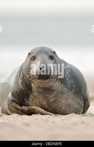 DATUM NICHT ANGEGEBEN GEMÜTLICHKEIT... Kegelrobbe * Halichoerus grypus * blickt in die Kamea, Nordsee, am Strand von Helgoland, einheimische Tierart, Wild, Deutschland, Europa *** Gemütlichkeit... Graurobbe * Halichoerus grypus * Blick in die Kamea, Nordsee, am Strand von Helgoland, einheimische Tierarten, Tierwelt, Deutschland, Europa Schleswig-Holstein Deutschland, Europa Stockfoto