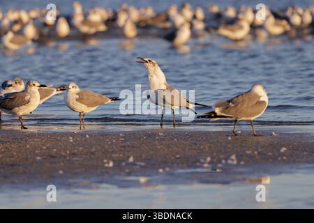 Möwen, die an der Wasserlinie waten, suchen im Abendlicht entlang der Golfküste von Mississippi nach Nahrung Stockfoto