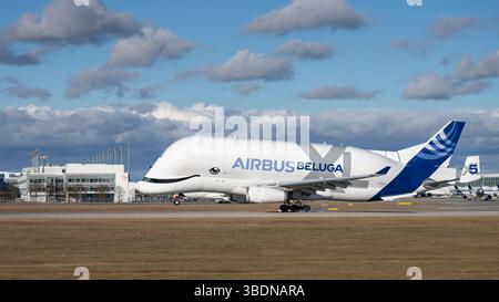 Airbus Transport International Airbus A330-743L Beluga XL mit Flugzeugregistrierung F-GXLN landet auf der Südbahn 26L des Münchner Flughafens MUC EDD Stockfoto