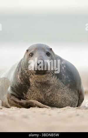 Gemütlichkeit... Graurobbe * Halichoerus grypus * Blick in die Kamea, Nordsee, am Strand von Helgoland, einheimische Tierarten, Deutschland, Europa. Stockfoto