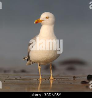 Gelbbeinmöwe * Larus michahellis * bei Ebbe im frühen Licht am Nordseestrand auf der Suche nach Nahrung, einheimischen Vögeln, Wildtieren, Deutschland, Stockfoto
