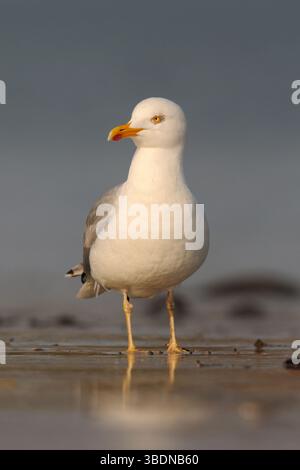 Gelbbeinmöwe * Larus michahellis * bei Ebbe im frühen Licht am Nordseestrand auf der Suche nach Nahrung, einheimischen Vögeln, Wildtieren, Deutschland, Stockfoto