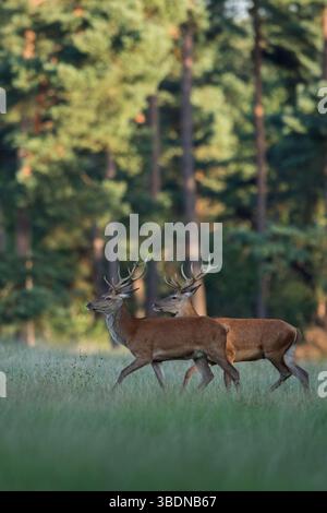 Junggesellen unter sich... Rotwild * Cervus elaphus *, zwei junge männliche Rotwild, die gemeinsam über eine freigelegte, wilde Wiese in den Foren laufen Stockfoto