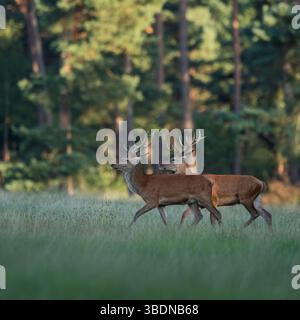 Junggesellen unter sich... Rotwild * Cervus elaphus *, zwei junge männliche Rotwild, Hirsche, die zusammen über eine Waldlichtung laufen, in Europa. Stockfoto
