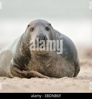 Gemütlichkeit... Graurobbe * Halichoerus grypus * Blick in die Kamea, Nordsee, am Strand von Helgoland, einheimische Tierarten, Deutschland, Europa. Stockfoto