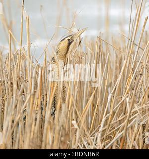 Ein kurzer Blick... Große Bittern * Botaurus stellaris * im Winter, lebt gut versteckt in ihrem typischen Lebensraum, stickt den Kopf aus dem Schilf, seltene eingeborene Stockfoto