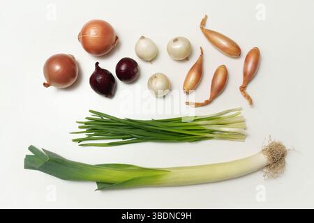 Verschiedene Zwiebelsorten auf weißem Hintergrund. Gemüse. Rapchata, grüne Zwiebeln. Schalotte. Stockfoto