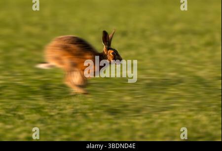 Brauner Hase (Lepus europaeus), der schnell mit Bewegungsunschärfe läuft, Norfolk Stockfoto