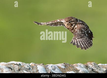 Eine wilde kleine Eule (Athene noctua) im Flug, Norfolk Stockfoto