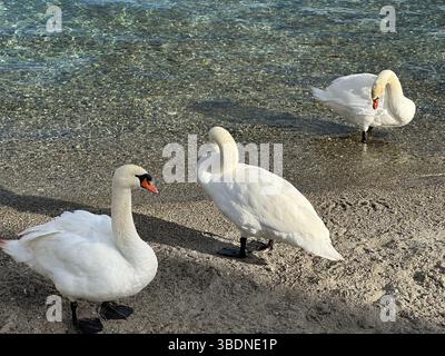 Drei wunderschöne Schwäne stehen am Sandstrand, eine friedliche Szene. Stockfoto