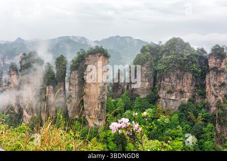 Berühmte Touristenattraktion von China - Zhangjiajie Steinsäulen cliff Berge im Nebel Wolken am Landschaftspark Wulingyuan gelegen, Hunan, China Stockfoto