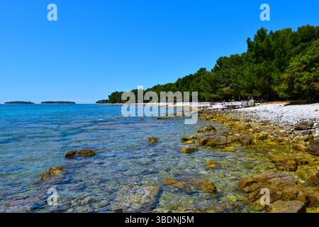 Wald an der Adriaküste bei Rovinj in Istrien, Kroatien Stockfoto