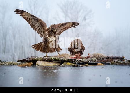 Ein gemeiner Bussard, der auf einem Ast ruht und die Umgebung nach Beute durchsucht. Dieser weit verbreitete Raptor ist bekannt für sein scharfes Sehvermögen und seine vielseitige Jagd Stockfoto