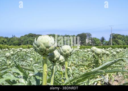 Die Artischockensorte Camus de Bretagne aus der Familie der Asteraceae ist eine der wenigen Gemüsesorten, die im Norden der Bretagne zwischen M angebaut werden Stockfoto