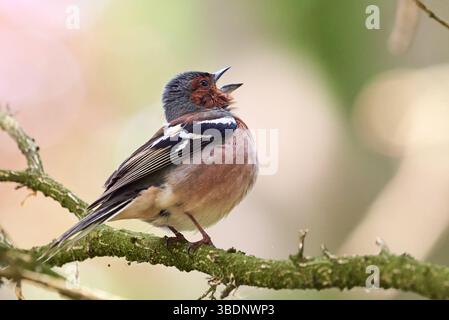 Gewöhnlicher Chaffinch-Vogel, der auf einem Ast sitzt und singt ( Fringilla coelebs ) Stockfoto