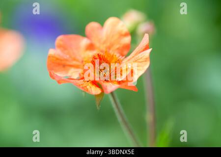 Geum, völlig Mandarine Stockfoto