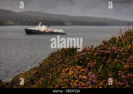 Lebendige schottische Heidekraut blüht im scharfen Vordergrund, während ein Schiff in der Nähe der Isle of Skye, Schottland, mit sanftem Fokus über das Meer vorbeifährt. Stockfoto