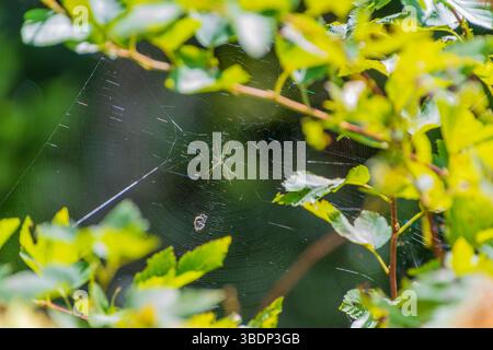 Sonnendurchflutetes Spinnennetz, Das Über Grüne Blätter Hängt Und Taube Tropfen Erfasst Stockfoto
