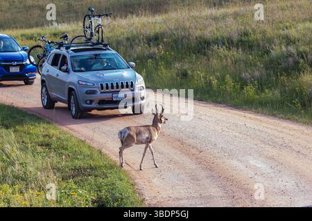 Eine Kreuzung (Antilocapra americana) im Custer State Park in der Nähe von Custer, South Dakota, USA Stockfoto