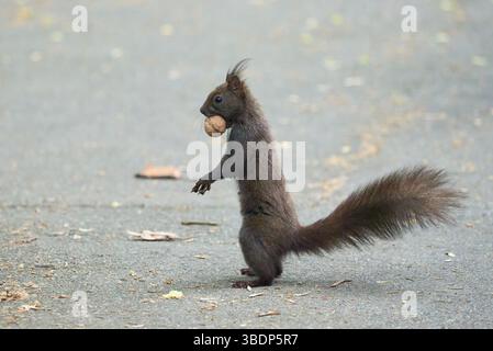Rotes Eichhörnchen mit Walnuss im Mund (Sciurus vulgaris) Stockfoto