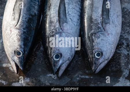 Frischer King Makrele Fisch Scomberomorus Cavalla, Blick von oben. Drei frische Königskönige aus der Nähe. Roher Fisch auf dem Tisch, Makrelen-Fisch bereit zum Kochen. Fisch und Meeresfrüchte verfügbar Stockfoto
