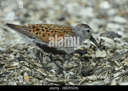 Ein erwachsener Dunlin (Calidris alpina) in auffälligem Zuchtgefieder mit seinem charakteristischen schwarzen Bauchfleck. Fotografiert an der Küste. Stockfoto