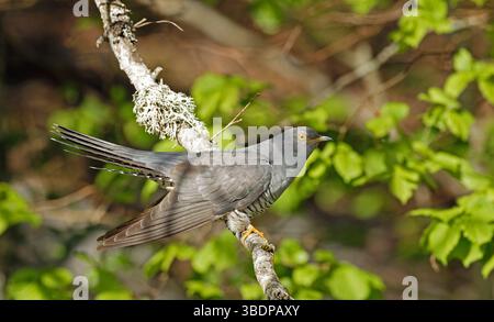Gemeiner Kuckuck aus nächster Nähe auf dem Ast Stockfoto