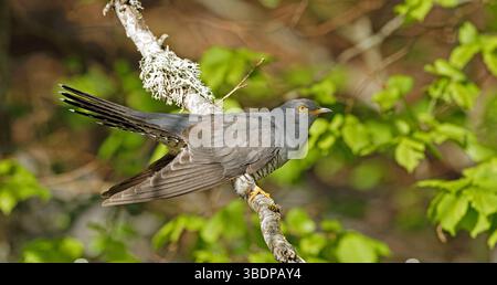 Gemeiner Kuckuck aus nächster Nähe auf dem Ast Stockfoto