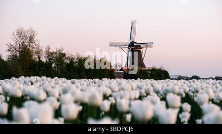 Weite Felder mit blühenden Tulpen zeigen weiß- und Farbtöne, die vor einer klassischen niederländischen Windmühle stehen. Das goldene Stundenlicht unterstreicht die Schönheit dieser ruhigen Landschaft. Stockfoto