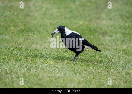 Australische Elster auf einem grasbewachsenen Feld, Gymnorhina tibicen, Princetown Camping Reserve, Australien Stockfoto