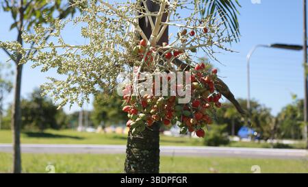 Palme mit Obstgruppen salvador, bahia, brasilien: 28. november 2024: Palme mit roten und grünen Früchten. SALVADOR BAHIA BRASILIEN Copyright: XJoaxSouzax 281124JOA228 Stockfoto