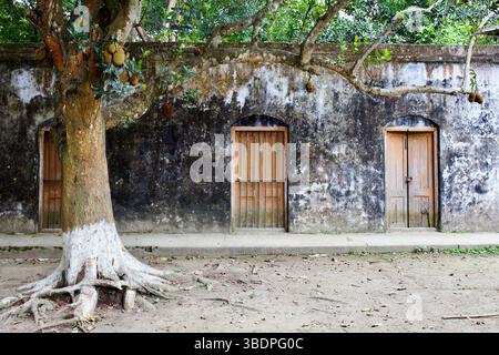 Jackfrucht (Artocarpus heterophyllus) wächst von einem Reifen Baum neben einer verwitterten Mauer mit Holztüren in Tangail, Bangladesch. Stockfoto