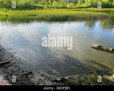 Verschmutzter See mit trübem Wasser, das Umweltvernachlässigung zeigt. Ideal für ökologische Artikel, Naturschutzthemen oder Sensibilisierungskampagnen Stockfoto
