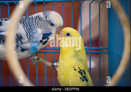 Budgie Vögel männlich und weiblich küssen ( Melopsittacus undulatus ) Stockfoto