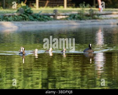 Eine Familie eurasischer Hähnchen (Fulica atra), einschließlich erwachsener Vögel und flauschiger Küken, schwimmt auf einem Teich in Mare Saint James, Bois de Boulogne, Paris. Ur Stockfoto