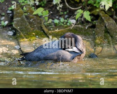 Ein erwachsener eurasischer Huhn (Fulica atra), der seine Federn am Ufer des Wassers am Mare Saint James, Bois de Boulogne, Paris, pflegt und die natürlichen Hauptelemente veranschaulicht Stockfoto